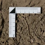 Descubren un broche de oro de 4.500 años en Troya: solo hay 3 de este tipo en el mundo