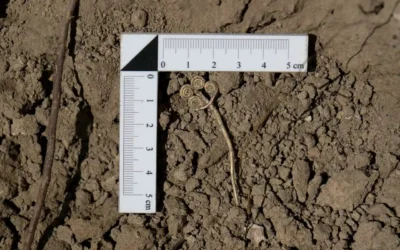 Descubren un broche de oro de 4.500 años en Troya: solo hay 3 de este tipo en el mundo