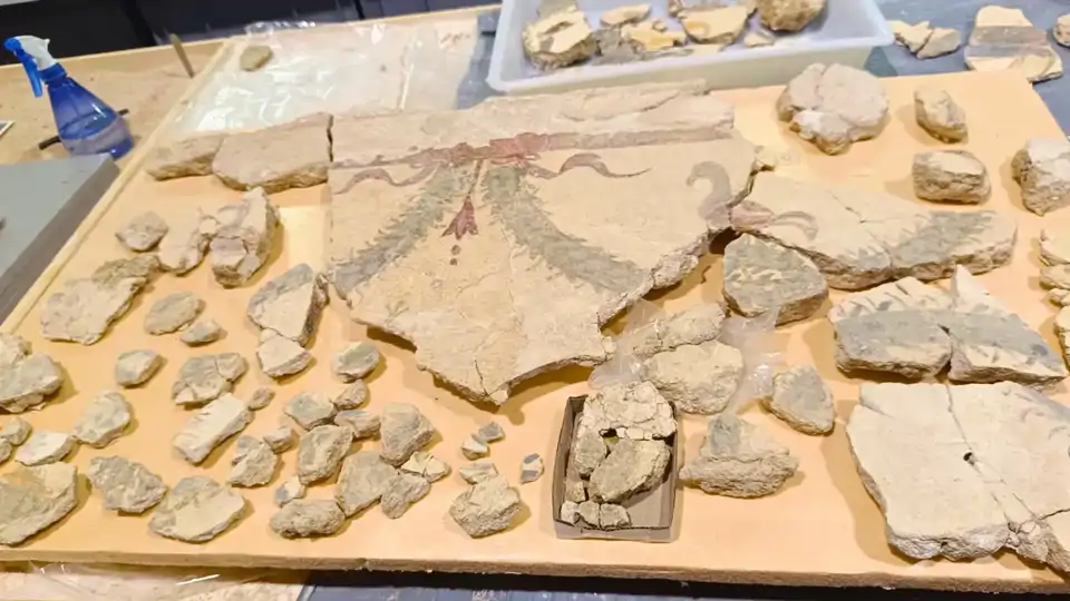 Hallan en Alicante decoraciones sin precedentes en el Imperio Romano